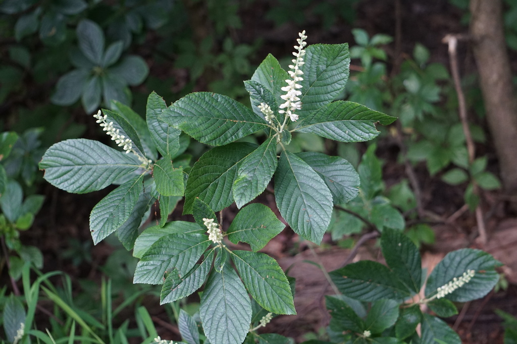 Clethra alnifolia, Mercer, New Jersey, United States