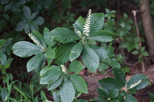 coastal sweetpepperbush (Clethra alnifolia)