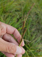 Carex aquatilis