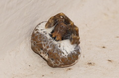 Mastophora cornigera