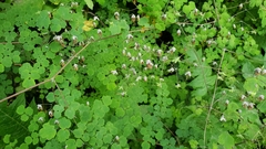 Thalictrum podocarpum