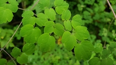 Thalictrum podocarpum