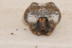 Mastophora cornigera
