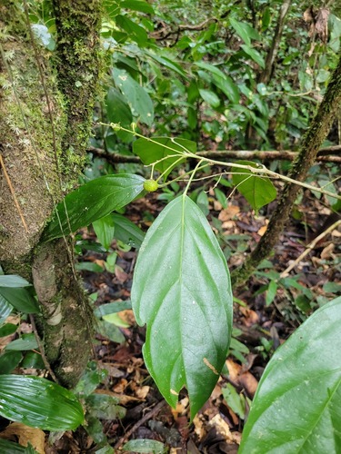 Lindackeria paludosa observed 2024-12-16
