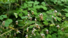 Thalictrum podocarpum