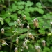 Thalictrum podocarpum - Photo (c) Nelson Apolo, some rights reserved (CC BY-NC), uploaded by Nelson Apolo