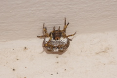 Mastophora cornigera