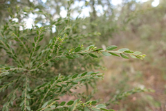 Acacia howittii