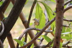 Prinia polychroa