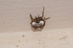 Mastophora cornigera