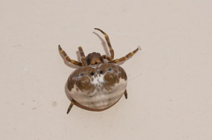 Mastophora cornigera