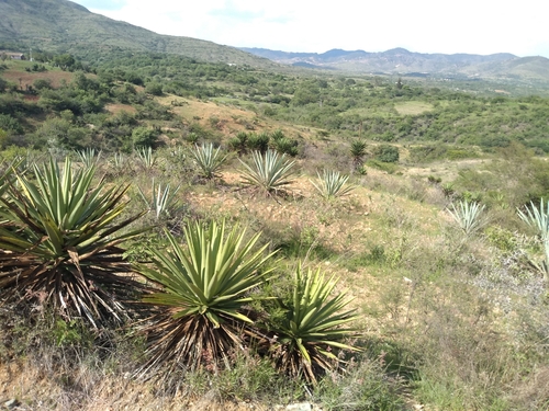 Agave karwinskii