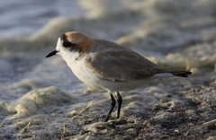 Charadrius alticola