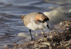 Charadrius alticola