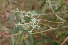 Eucalyptus cephalocarpa