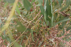 Eucalyptus cephalocarpa