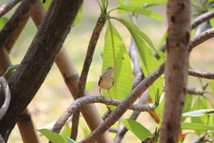 Prinia polychroa