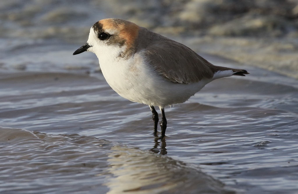 Puna Plover (Anarhynchus alticola) photo