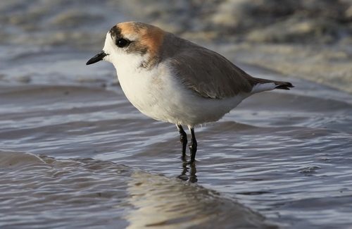 Puna Plover