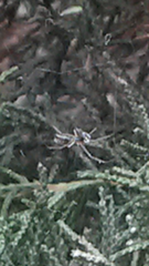 Trochosa terricola