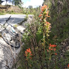 Castilleja arvensis