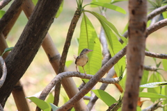 Prinia polychroa