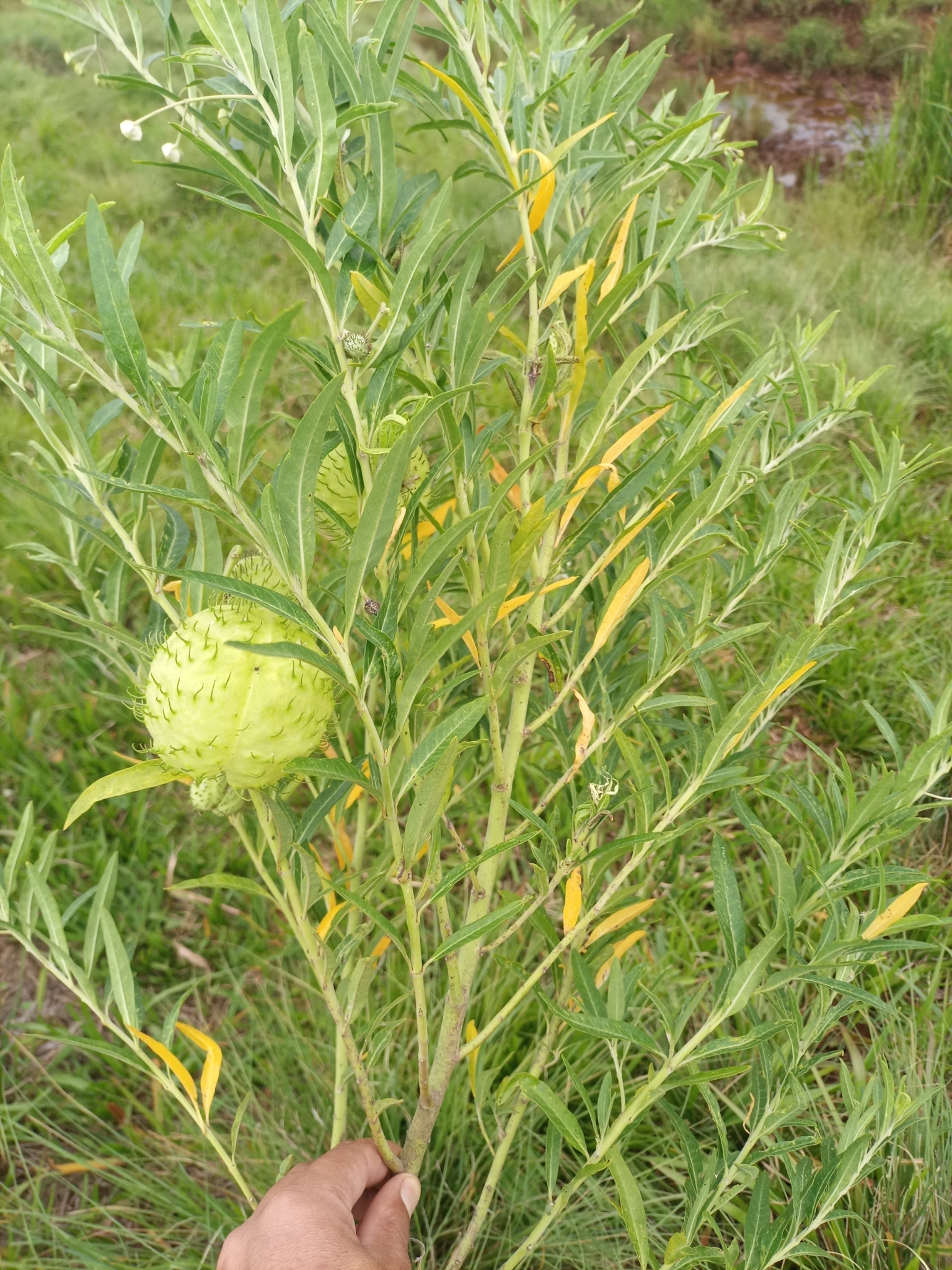Gomphocarpus physocarpus