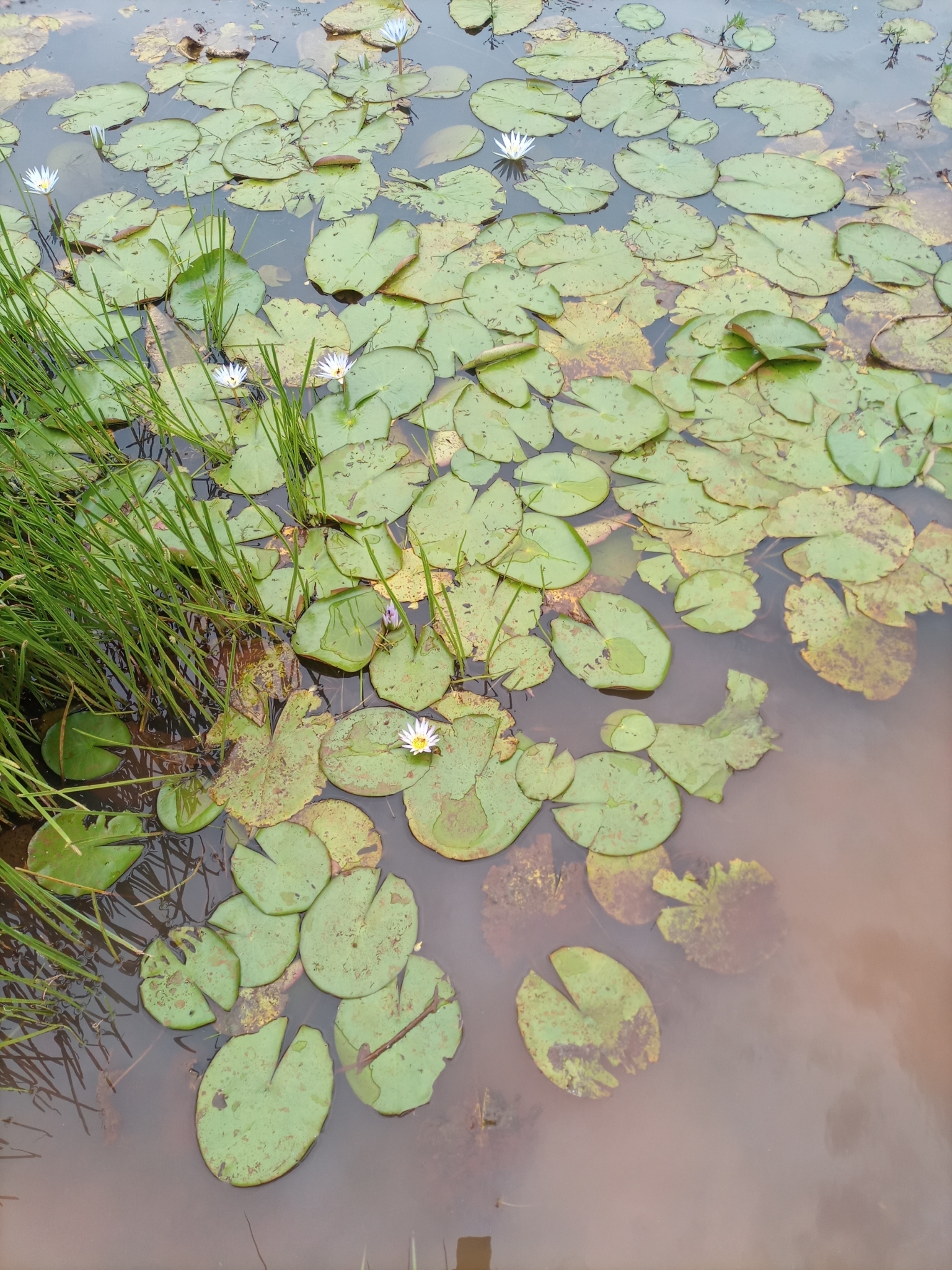 Nymphaea nouchali