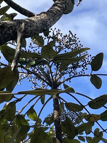 Polyscias hawaiensis observed 2024-12-18