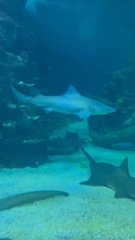 Speartooth Shark photo 4