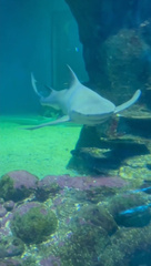 Speartooth Shark photo 2