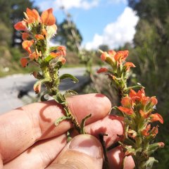 Castilleja arvensis