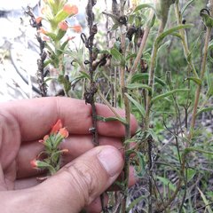 Castilleja arvensis