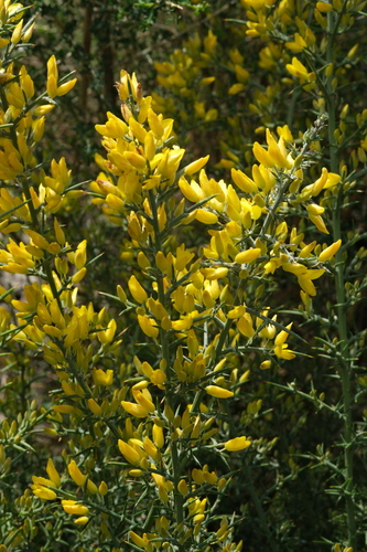 Avistamiento Ulex parviflorus