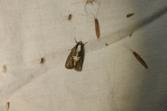 Bryolymnia semifascia