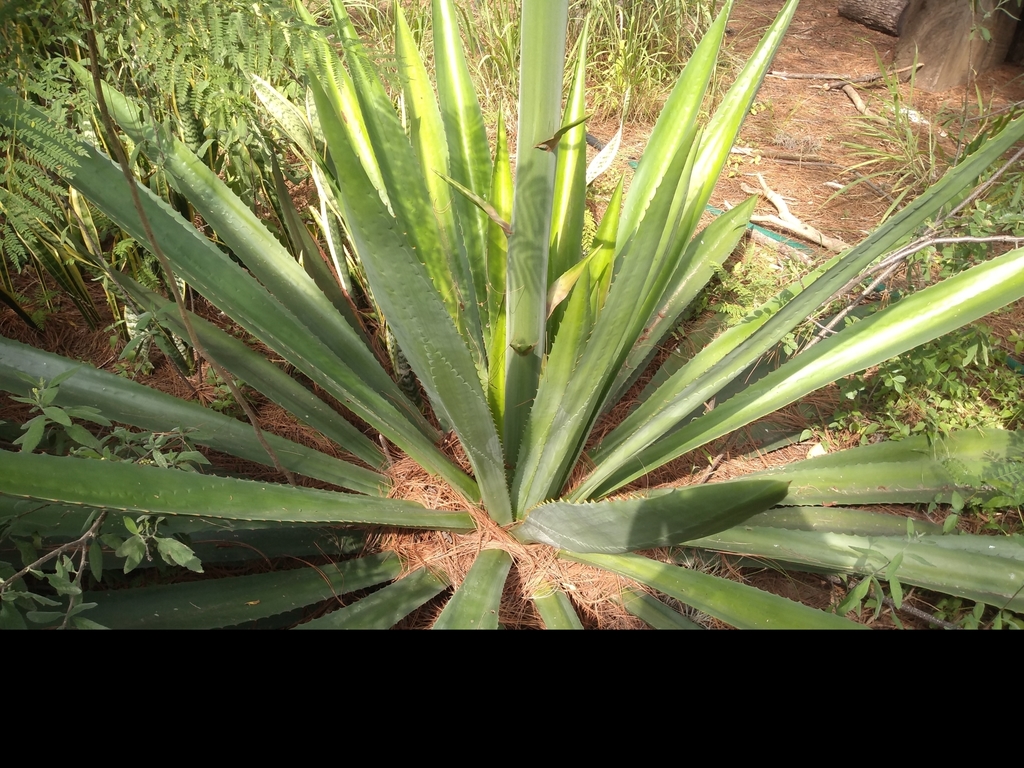 Furcraea pubescens