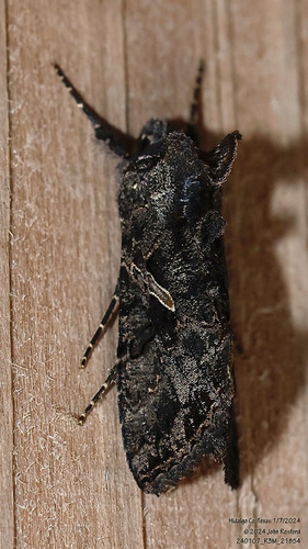 Sharp-stigma Looper Moth photo 2