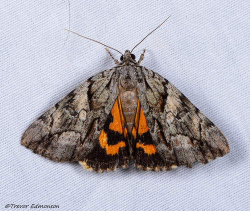 Wonderful Underwing photo 4