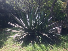 Agave vivipara