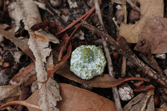 Eucalyptus globulus globulus