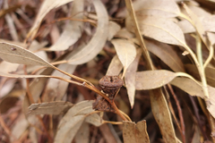 Eucalyptus globulus globulus