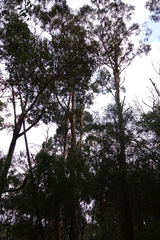 Eucalyptus globulus globulus
