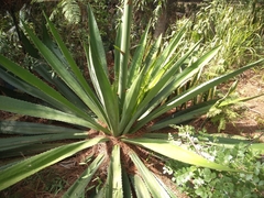 Furcraea pubescens