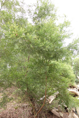 Acacia verniciflua