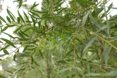 Acacia verniciflua