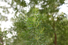 Acacia verniciflua