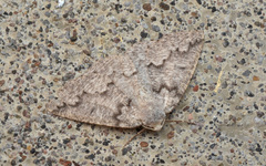 Sabulodes packardata