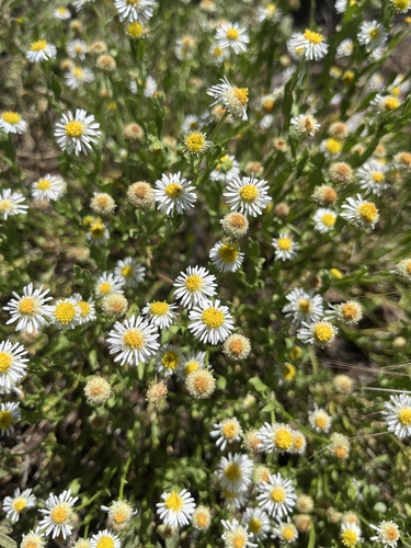 Calotis porphyroglossa, 2024-12-19