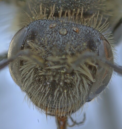 Andrena simontornyella