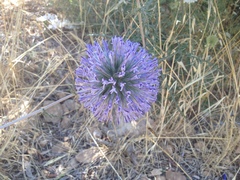 Echinops ritro